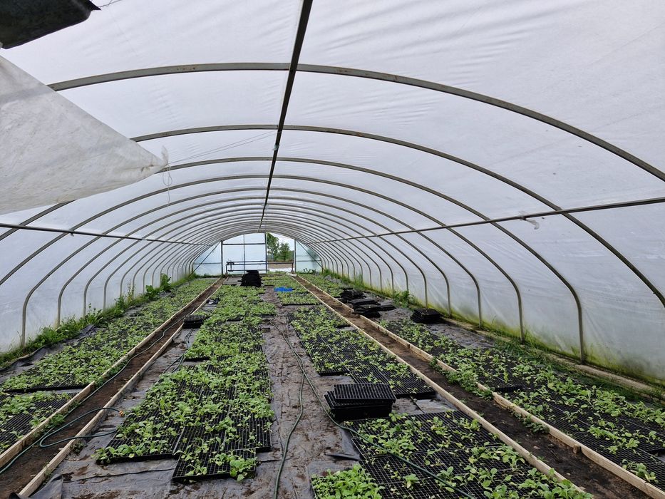 Konstrukcja tunelu foliowego 8x30