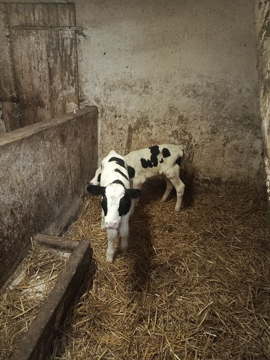 Byczki Cielęta HF
