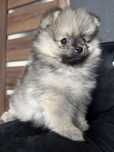 Szpic miniaturowy pomeranian