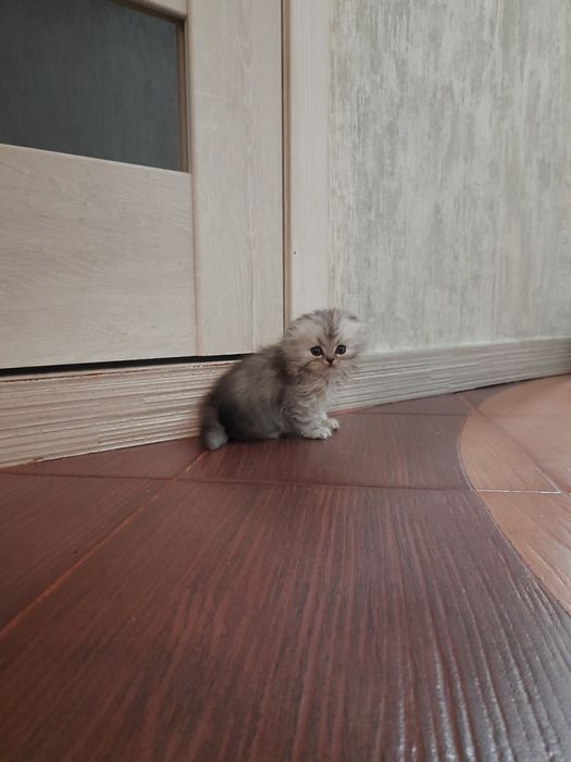 Котята пародистф