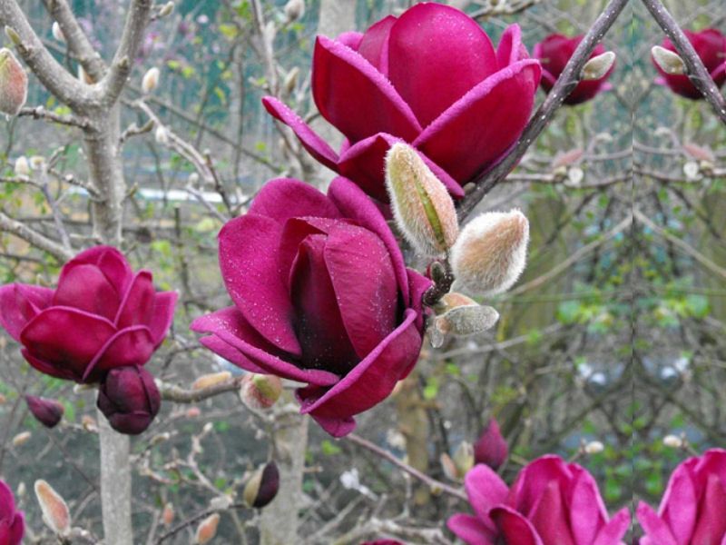 Magnolia Genia licencjowana ! HIT