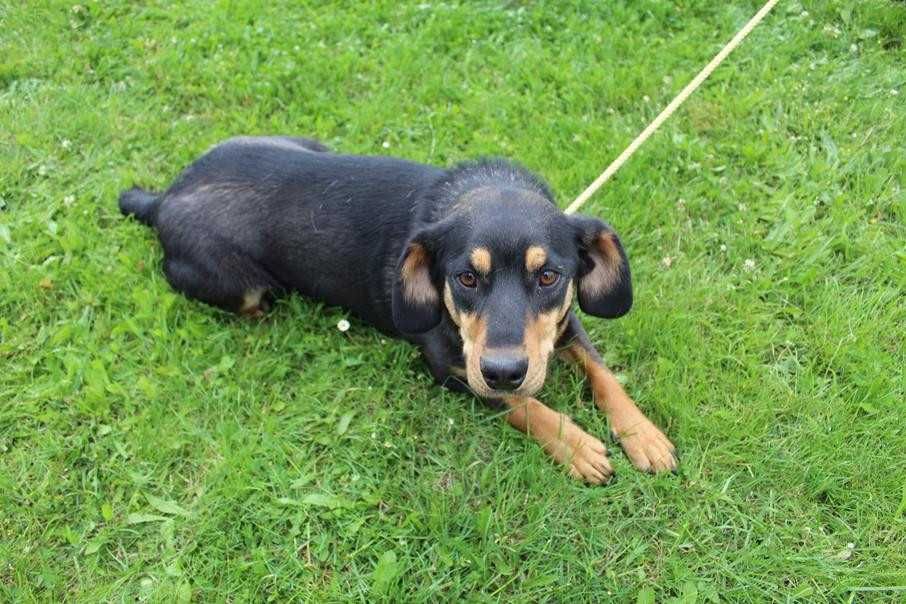 098707 Taner do  adopcji.