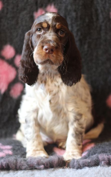 Springer spaniel angielski suczka