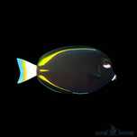 Ryba Acanthurus Nigricans