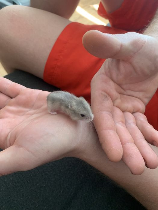 Za darmo oddam oddam