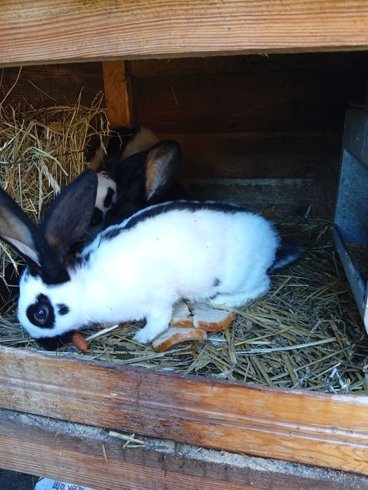 Sprzedam młode srokacze niemieckie