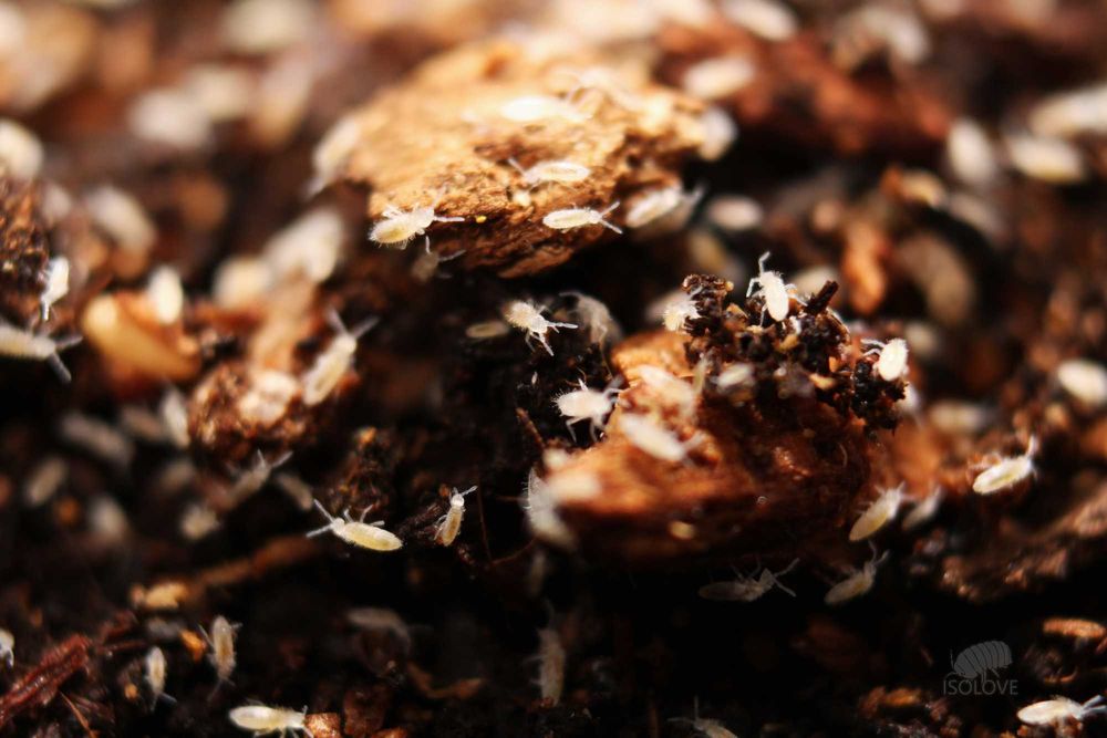 50 x Coecobrya sp., białe skoczogonki, ekipa sprzątająca