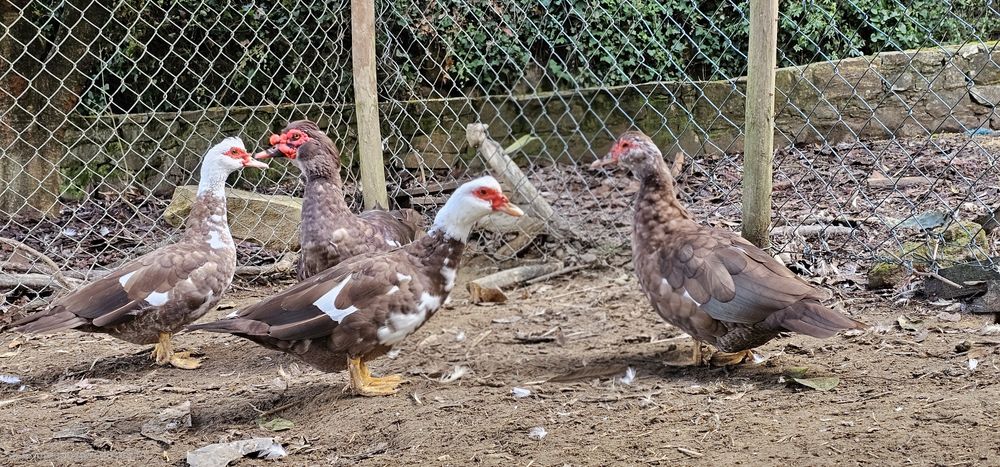 Três fêmeas e um macho de patos castanhos