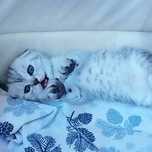 Macho Scottish Fold