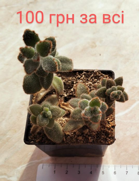 Продам сукуленти