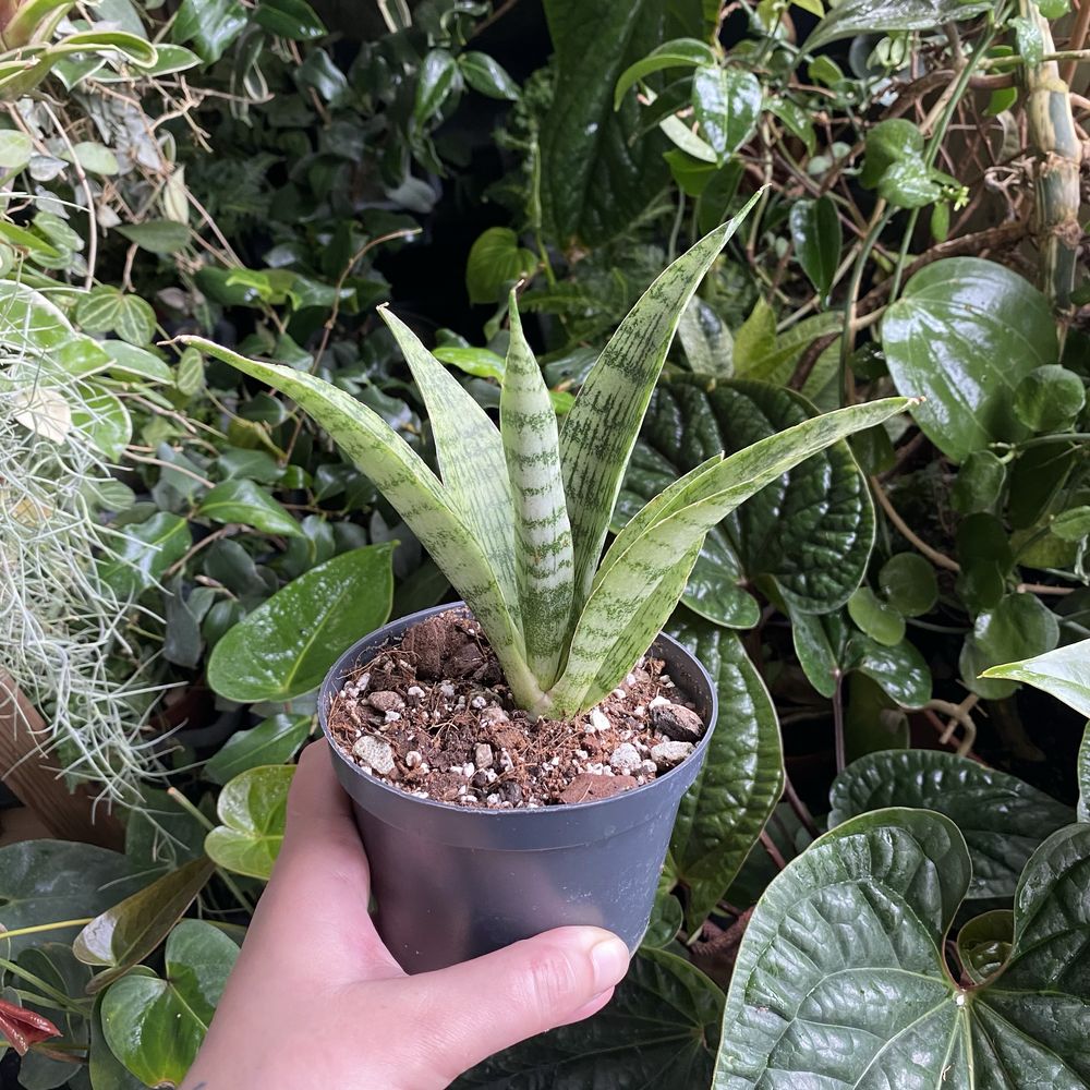 Сансевієрія Sansevieria everest