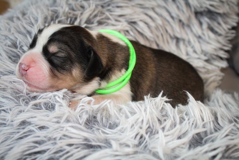 Owczarek srodkowoazjatycki