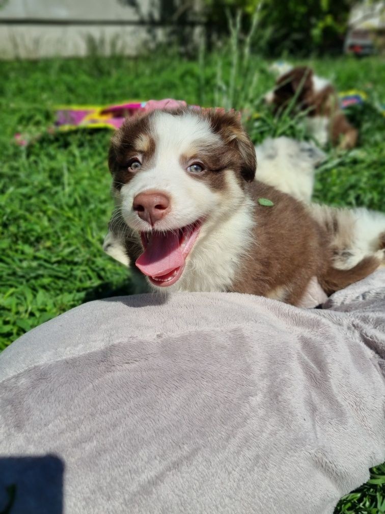 Border Collie piesek czekoladowy tricolor