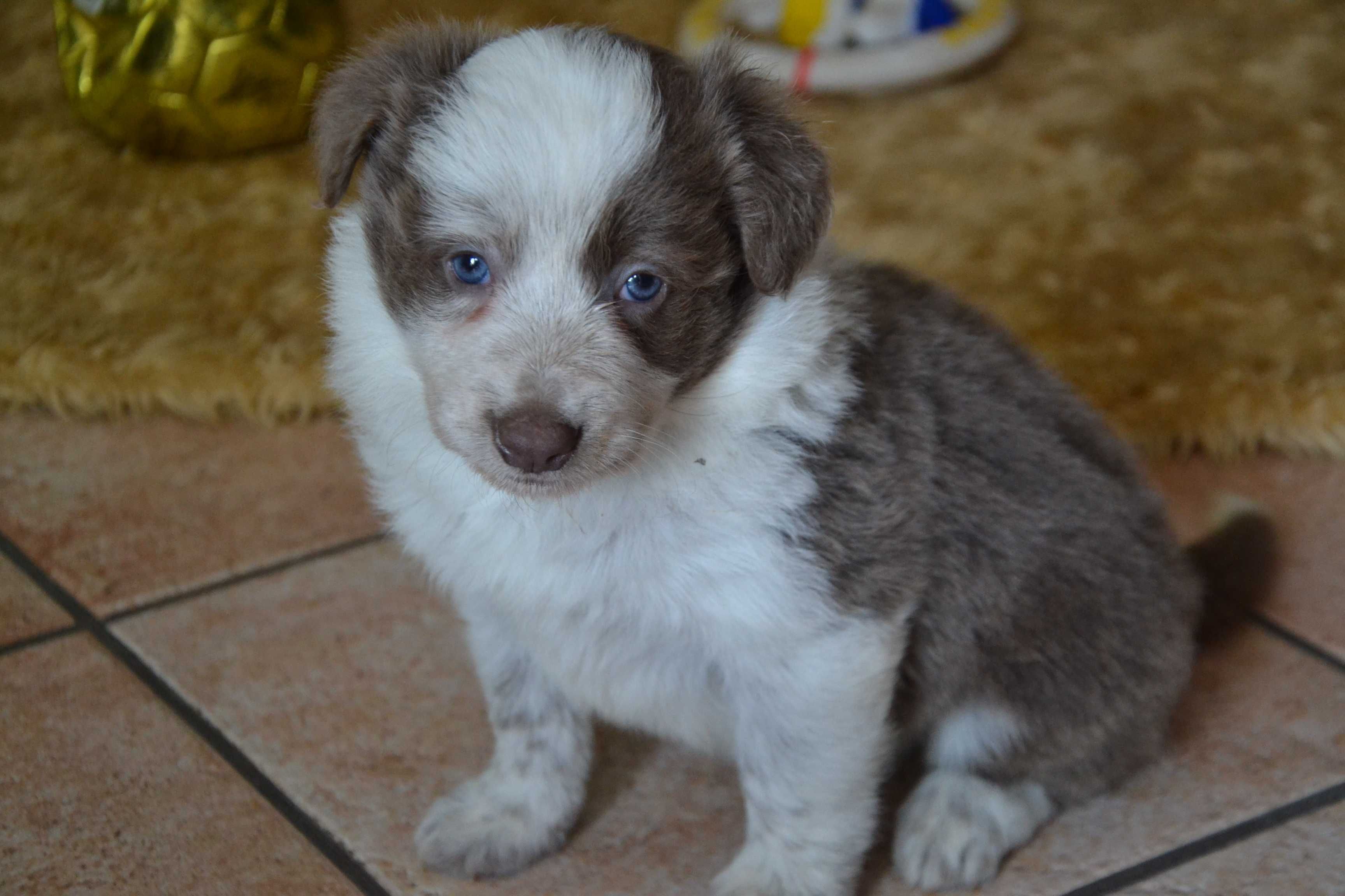 Border Collie Red White