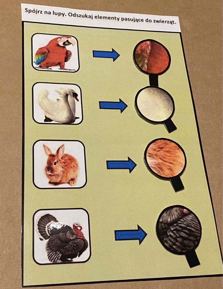 Bystre oko - zwierzęta karty eduacyjne