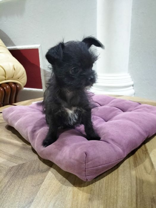 Йорічки 2 дівчинки