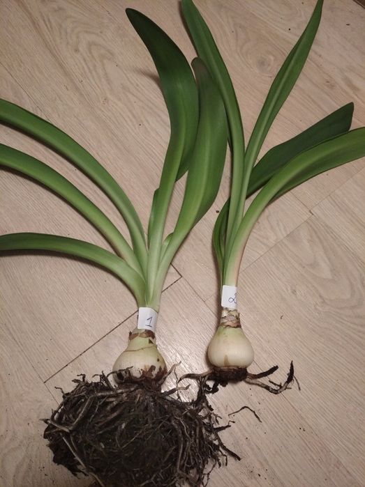 Продам гіпеаструми