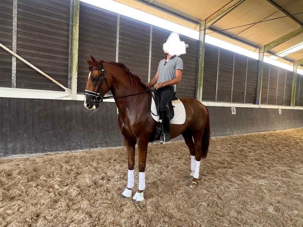 Cavalo Puro Lusitano