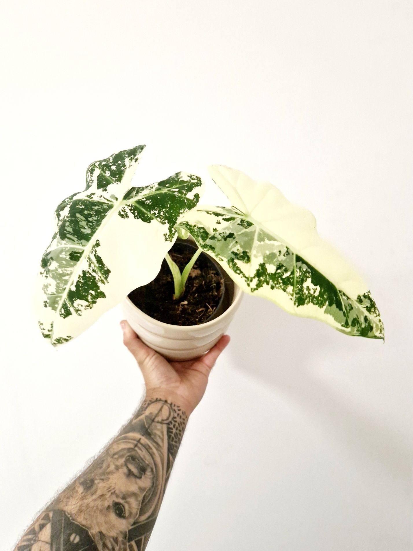 Alocasia Frydek variegata