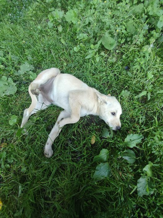 Віддам цуценят в добрі руки