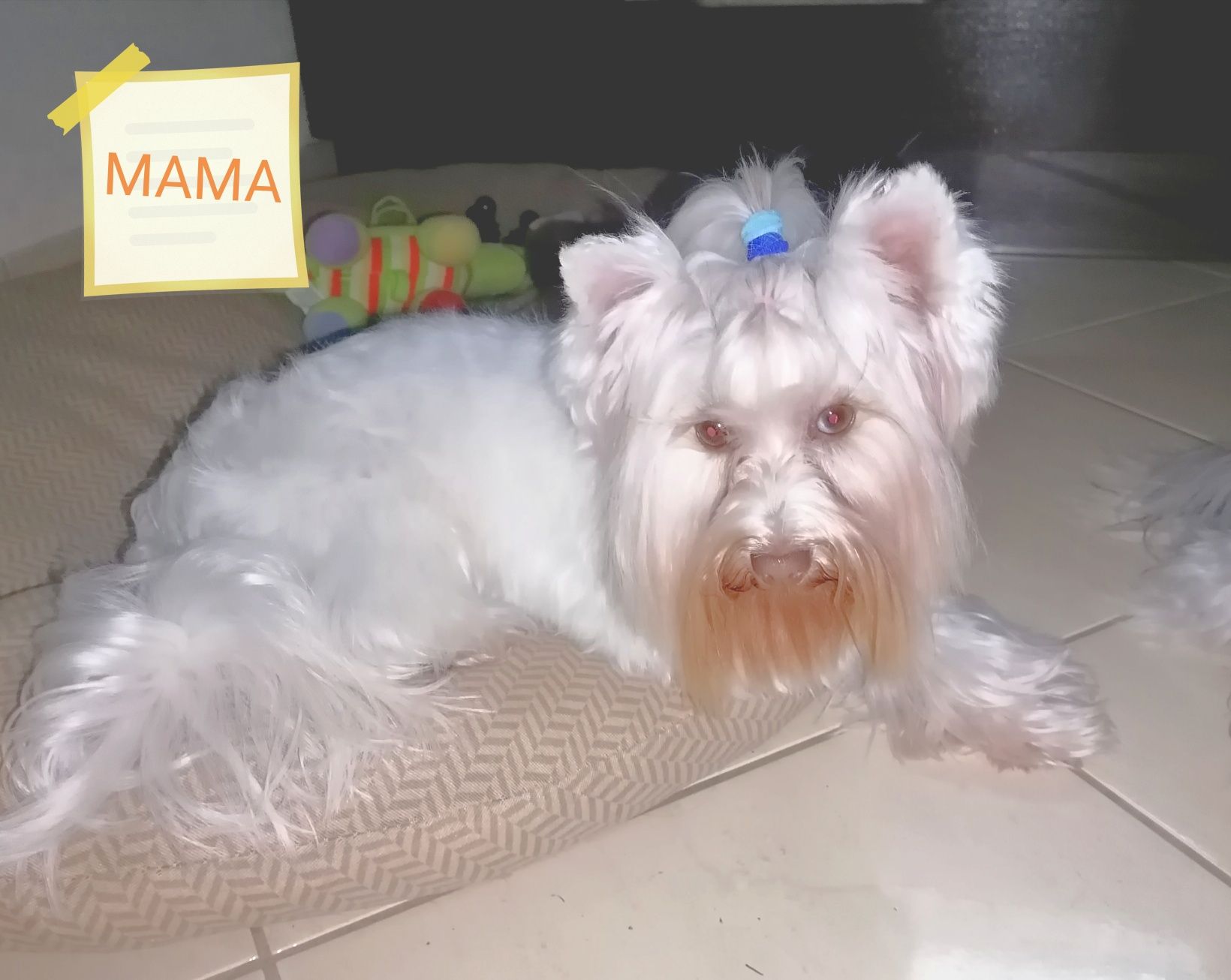 Suczka Fiora Yorkshire Terrier Biewer