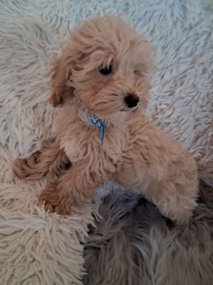 Maltipoo piesek mama maltańczyk tata pudel toy red