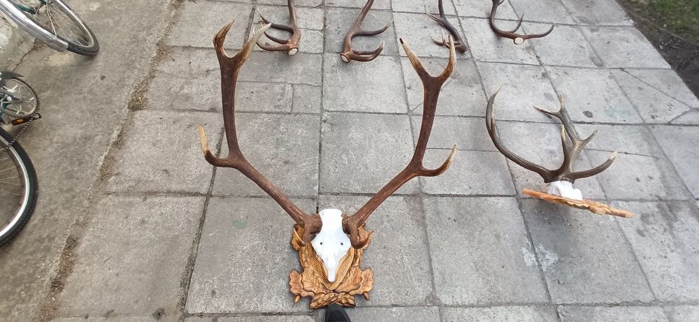 Poroże Jelenia òsmak, wieniec