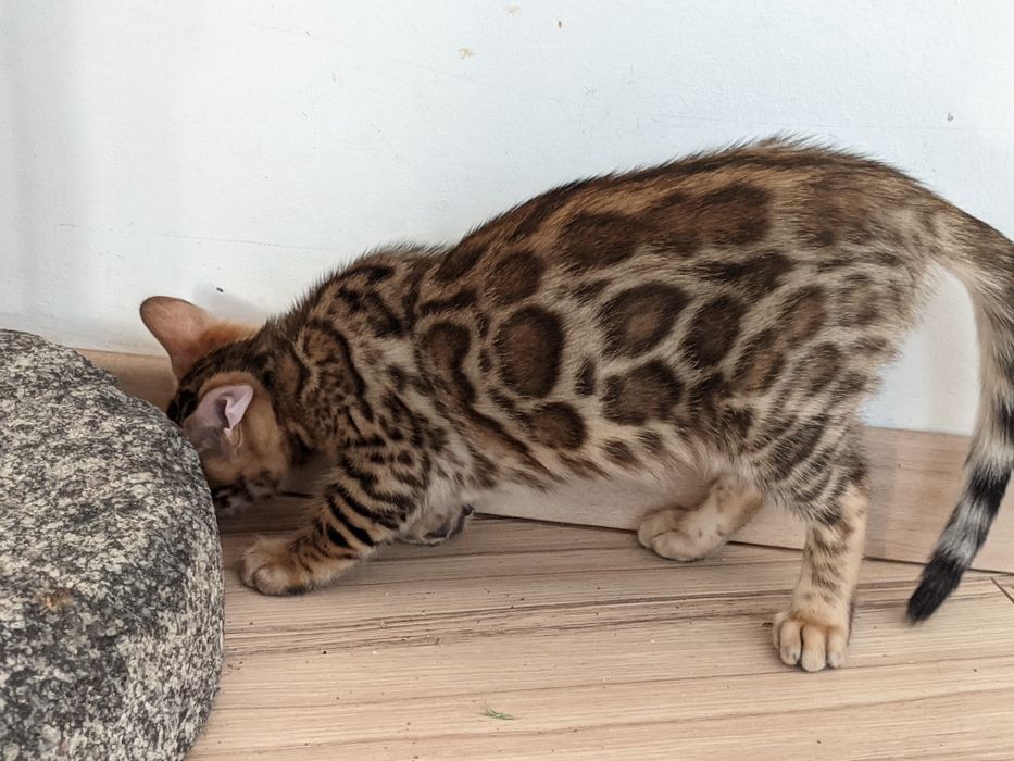 Бенгальські кошенята Елітні