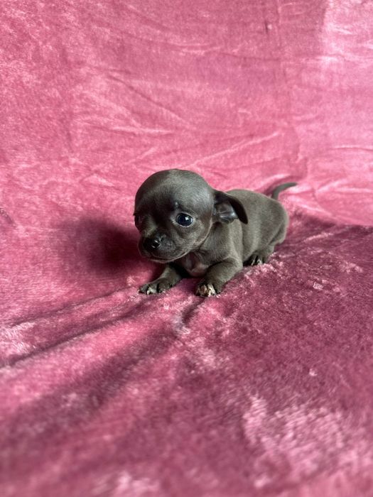 Chihuahua niebieska miniatureczka dziewczynka ze skarpetkami z rodowod