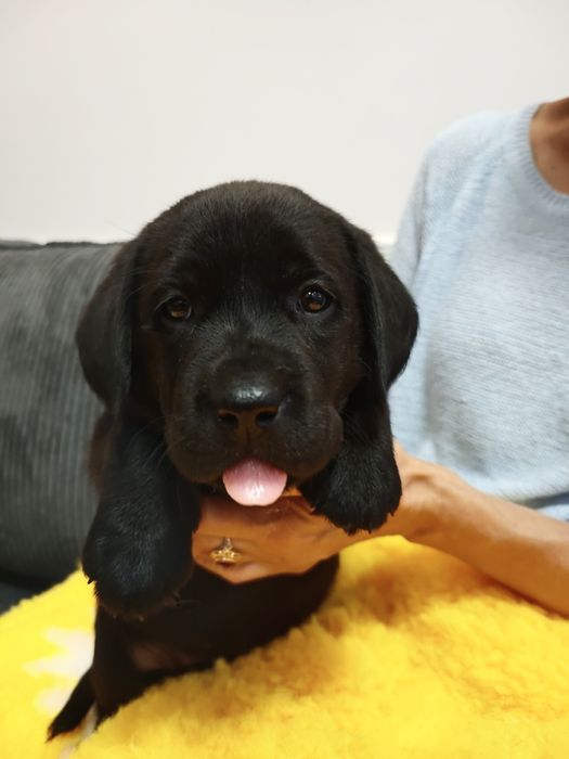 Labrador Retriever piesek czarny