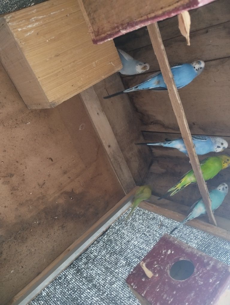Vendo lote de 8 periquitos