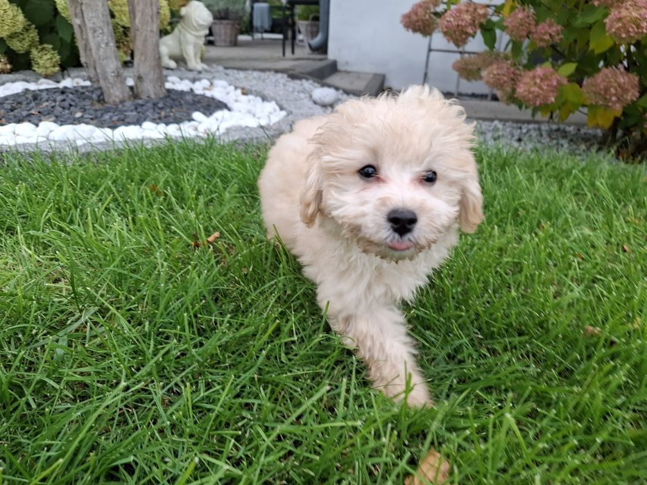 maltipoo szczeniak