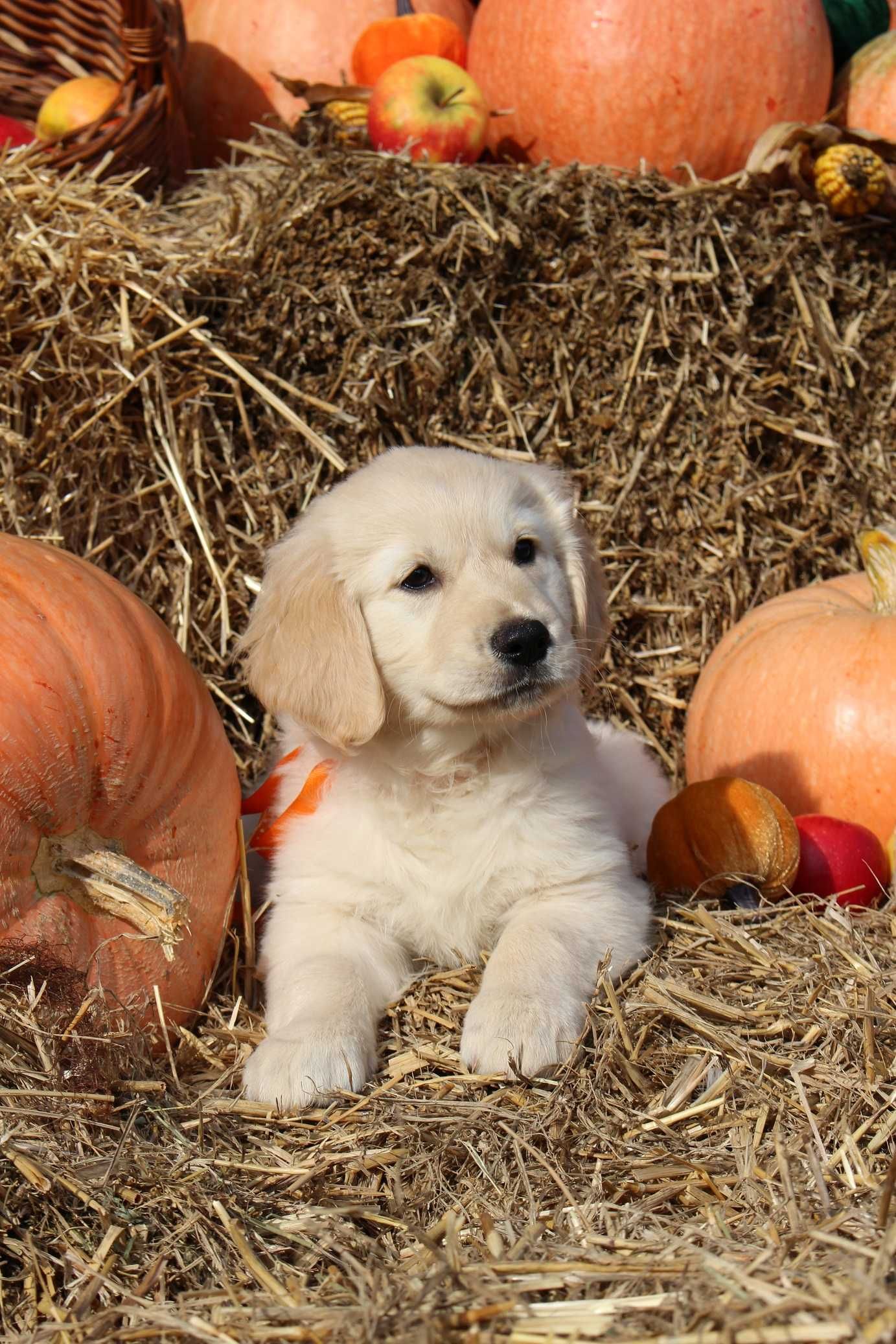 Golden retriever Zkwp FCI gotowy do odbioru