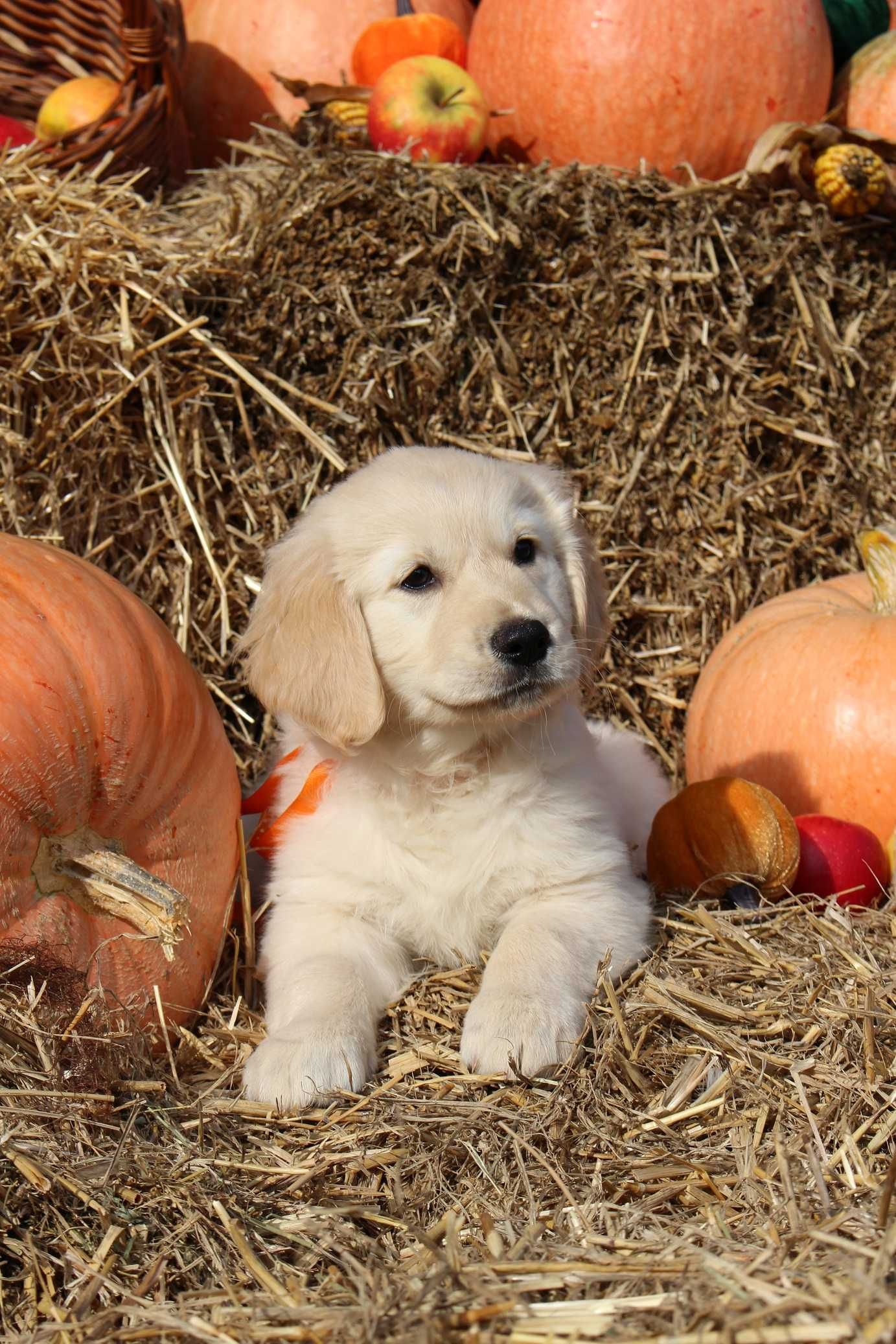 Golden retriever Zkwp gotowy do odbioru