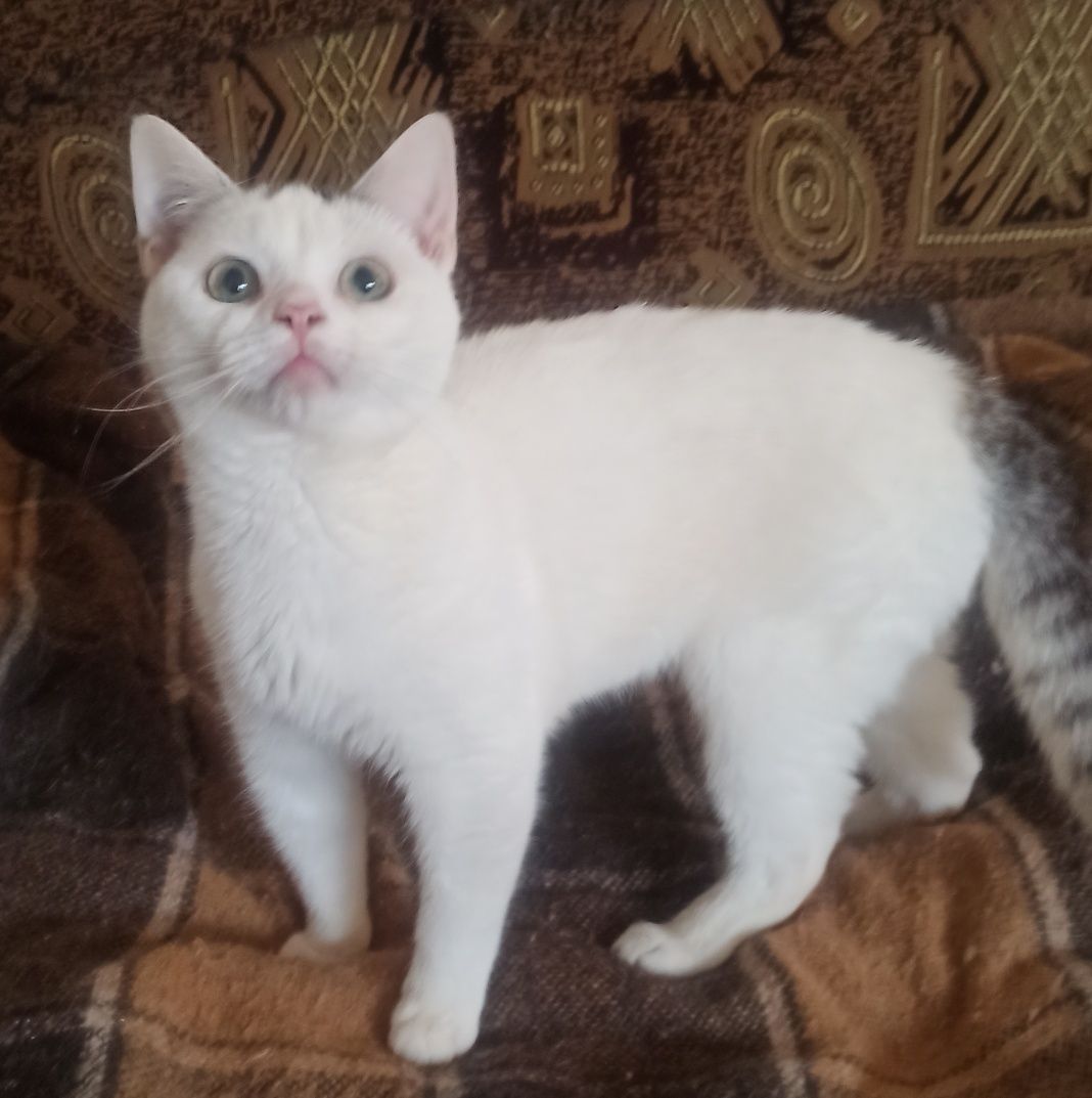 Славный котик ласкунчик