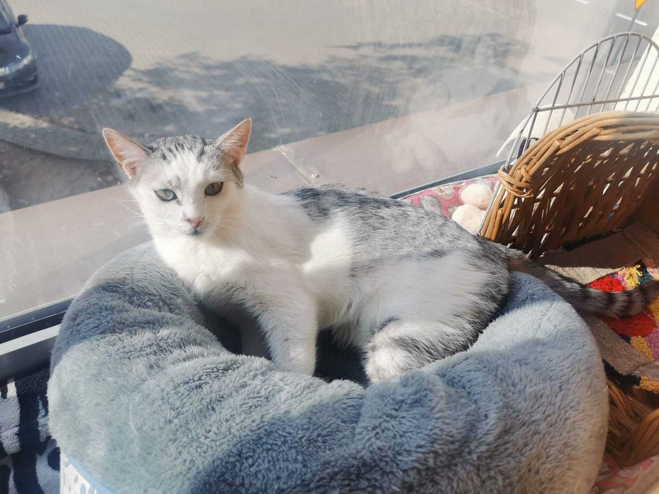 Urocza i spokojna Milka szuka kochającego domu