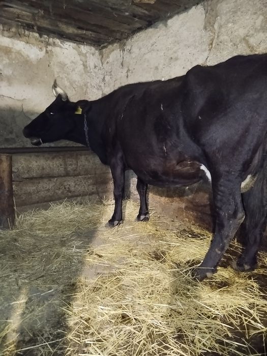 Продам корову. Тільна з п'ятим тельом.