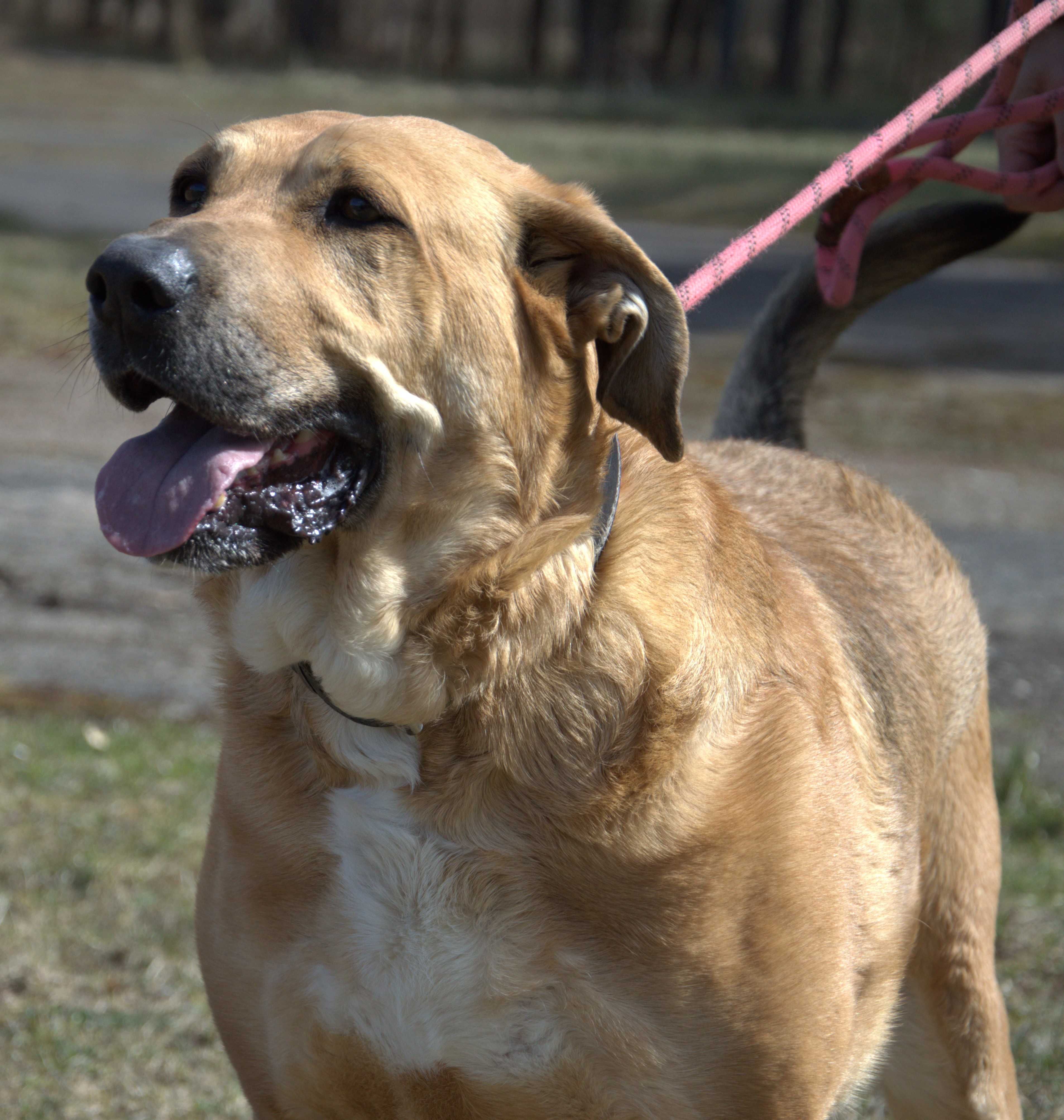 Żulik - pies do adopcji!