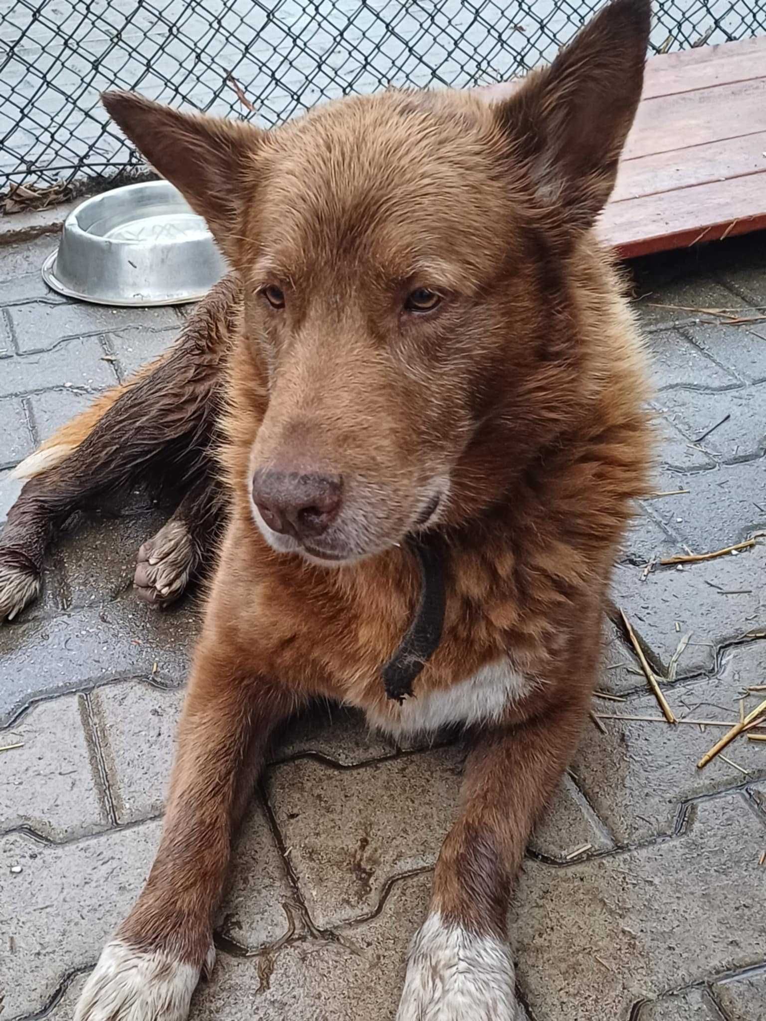 ZORA ok 7/8 let sunia -TO NIE CZAS NA UMIERANIE  Sylwia Wa