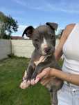 Amstaff.