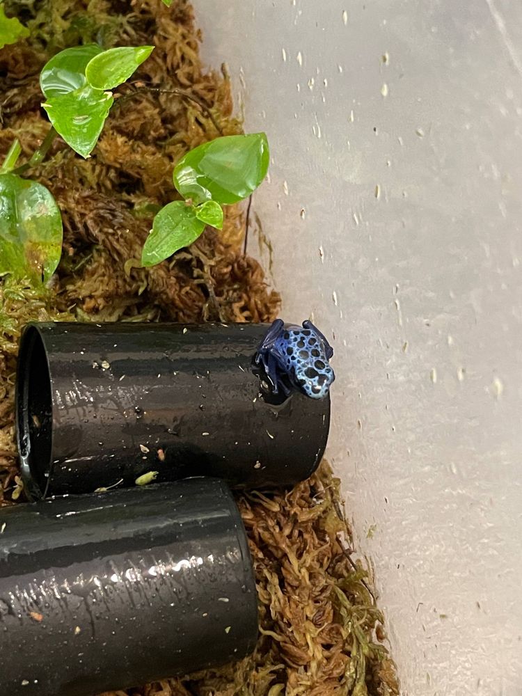 Dendrobates azureus (drzewołaz malarski) - maluchy