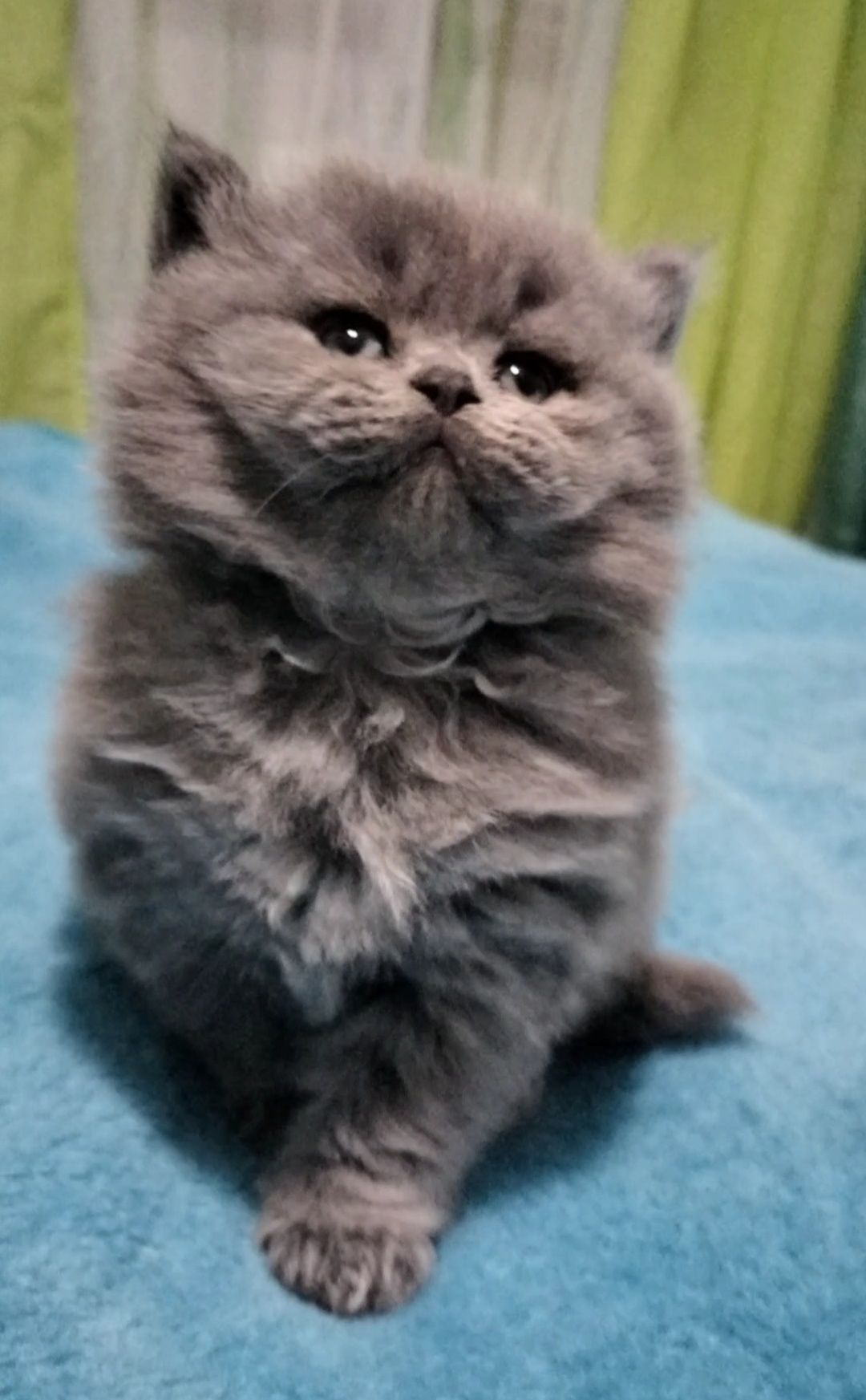 British Longhair macho