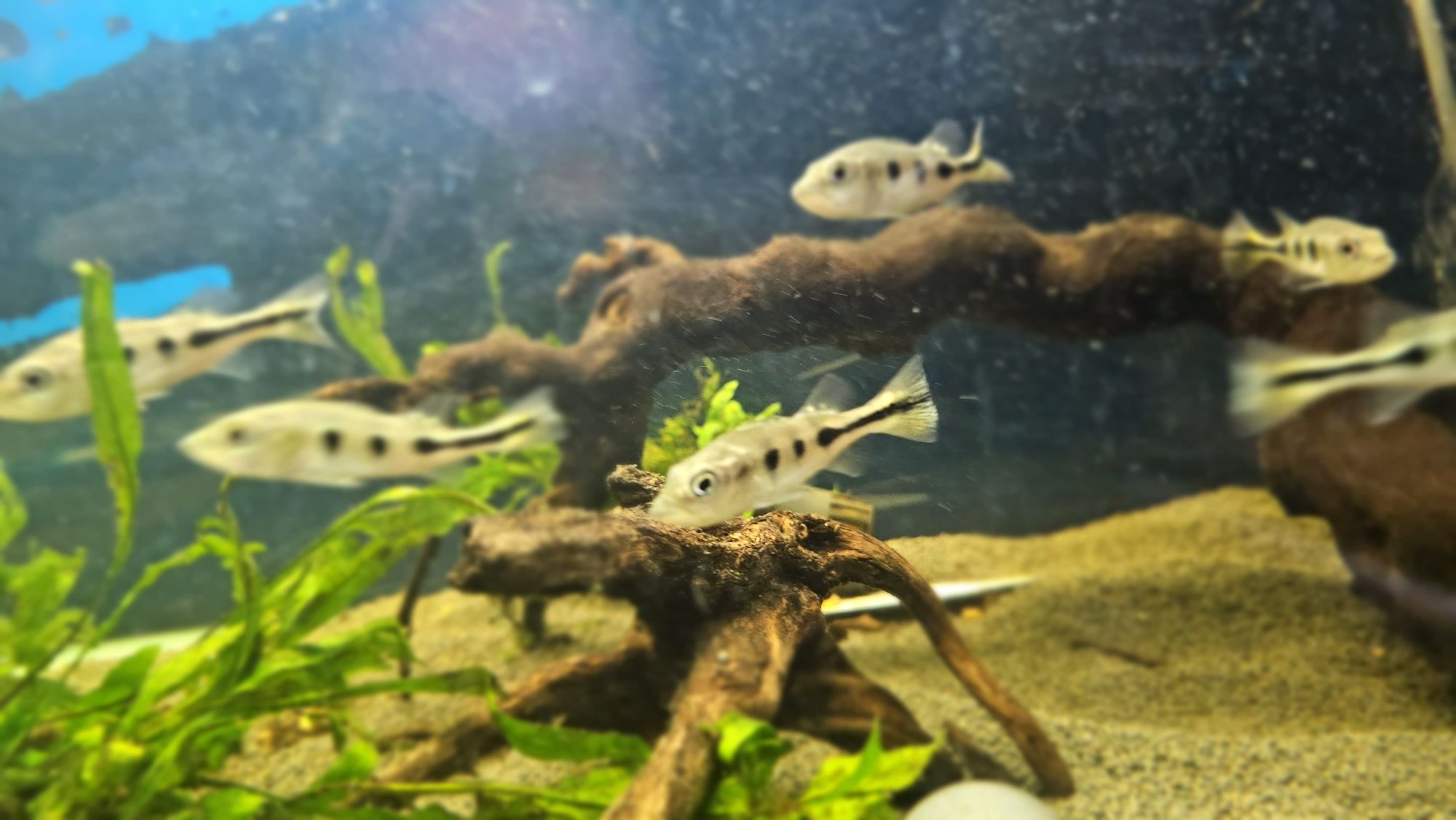Ciclha monoculos 7/8cm