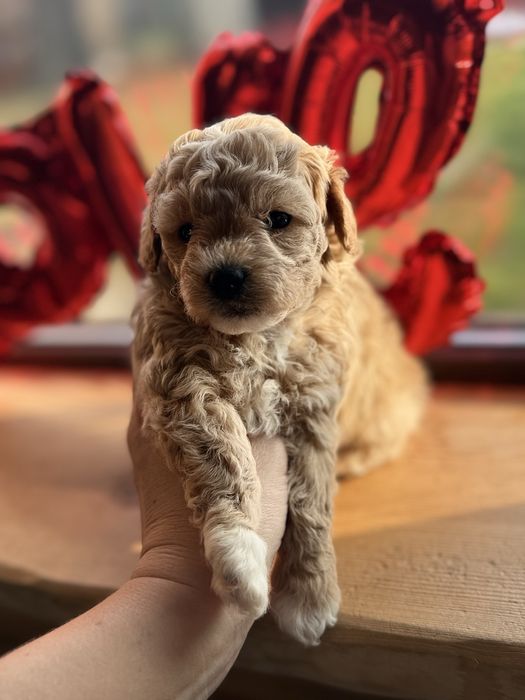 Vip якості мальтипу