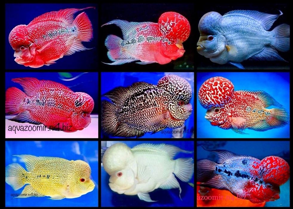 Астронотус Оцелатус Astronotus Аквариумные Цихлиды