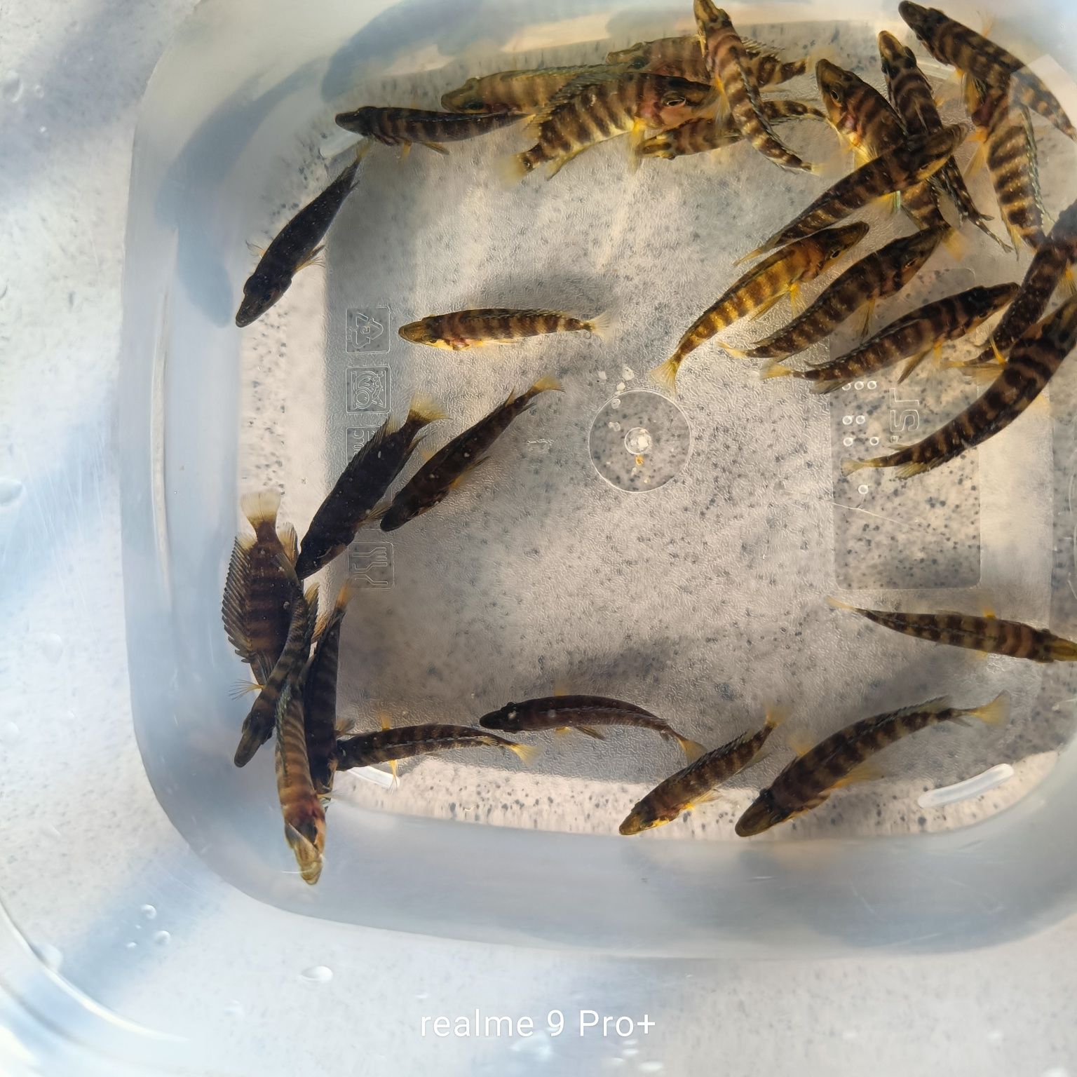 Altolamprologus compressiceps gold head muzi