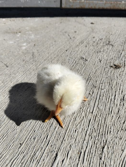 Vendem-se pintos e derivados