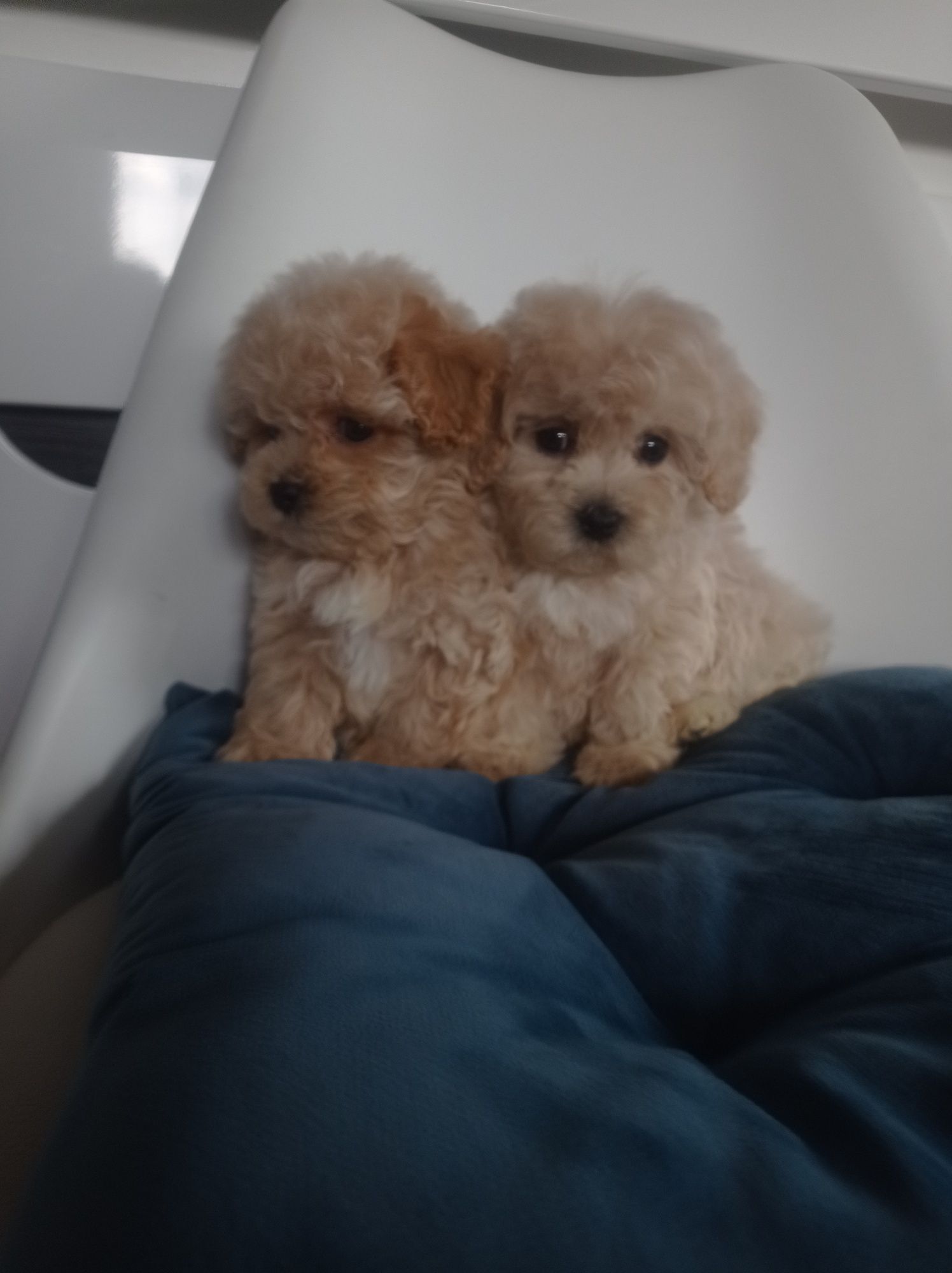 Maltipoo - maltańczyk & pudel toy suczka