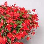 Begonia zwisająca Wendy -kwiaty Flora Szczecin