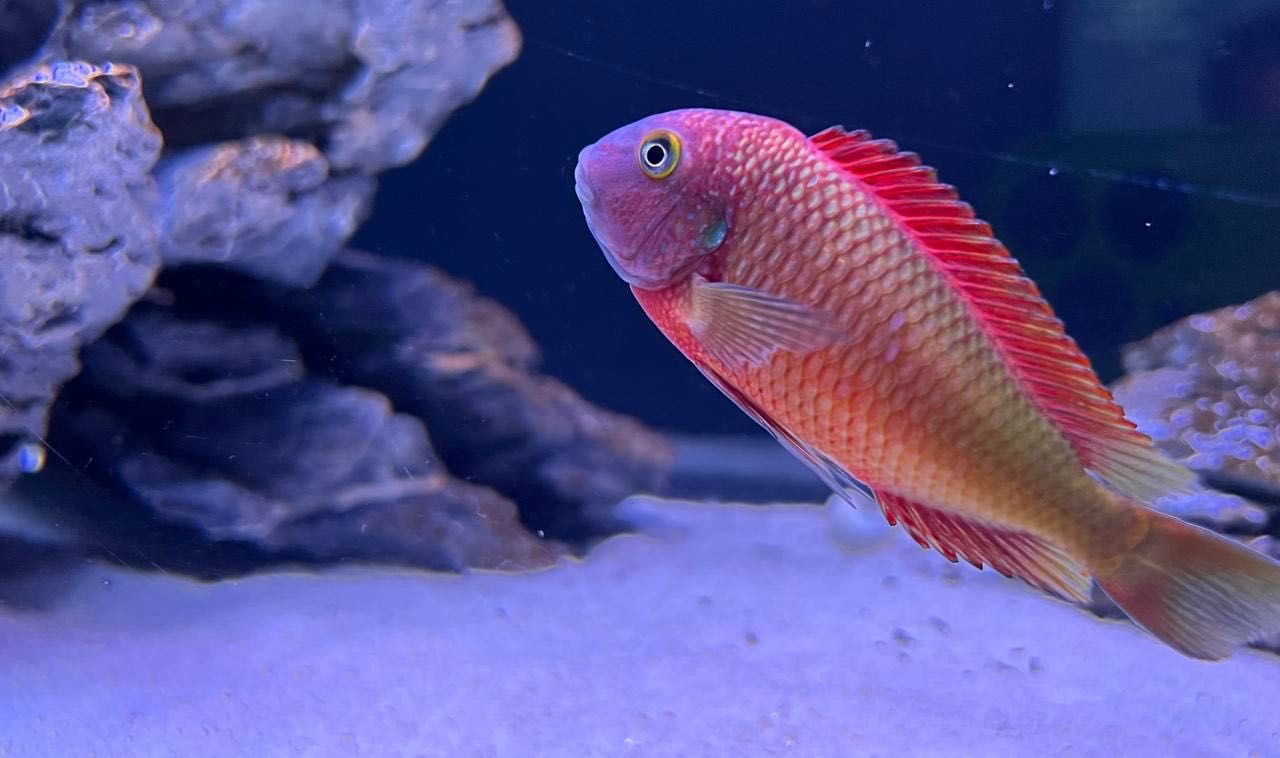 Tropheus Ilangis f1, ciclideos africanos, lago tanganyika